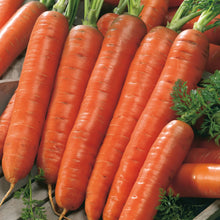 Load image into Gallery viewer, Carrot Autumn King 2
