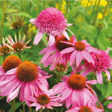 Load image into Gallery viewer, Unwins Bee &amp; Butterfly Friendly Flower Seed Bundle
