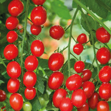 Load image into Gallery viewer, Tomato (Cherry Plum) Celano F1
