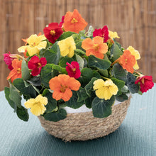 Load image into Gallery viewer, Nasturtium Baby Fiesta Mix
