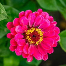 Load image into Gallery viewer, Zinnia Dahlia-flowered Exquisite
