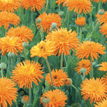 Load image into Gallery viewer, Calendula Needles And Pins
