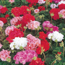 Load image into Gallery viewer, Geranium Sprite F2
