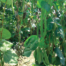 Load image into Gallery viewer, Growers Choice Pea and Bean Netting Boxed 1.7m x 4m
