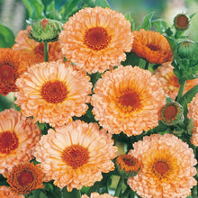 Load image into Gallery viewer, Calendula Pink Surprise
