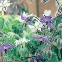 Load image into Gallery viewer, Herb Borage
