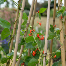 Load image into Gallery viewer, Runner Bean Scarlet Emperor
