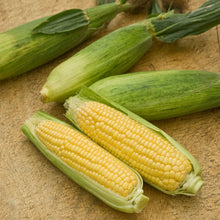 Load image into Gallery viewer, Sweetcorn Mirai Picnic F1
