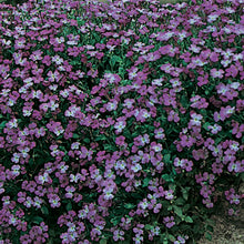 Load image into Gallery viewer, Unwins Spring Flowering Seed Bundle
