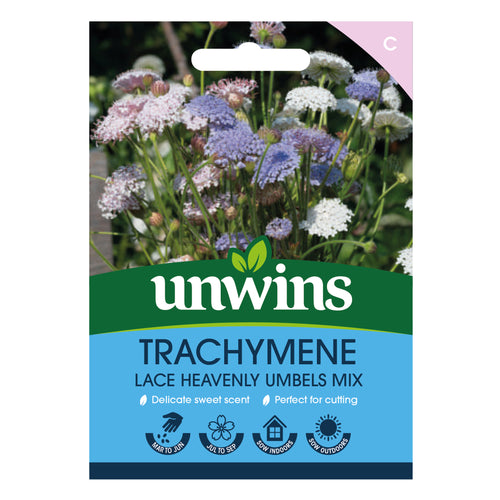 Trachymene Lace Heavenly Umbels Mix