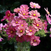 Load image into Gallery viewer, Cosmos Xsenia
