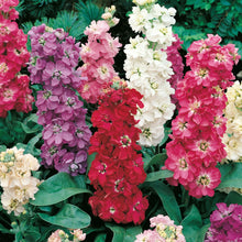 Load image into Gallery viewer, Stock Ten Week Mix
