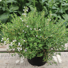 Load image into Gallery viewer, Herb Thyme Orange Scented
