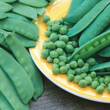 Load image into Gallery viewer, Pea (Mangetout) Delikata
