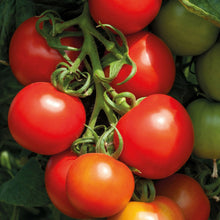 Load image into Gallery viewer, Tomato (Cocktail) Cocktail Crush
