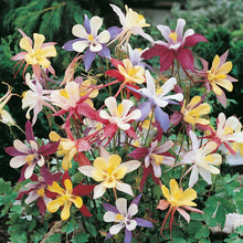 Load image into Gallery viewer, Aquilegia Mckana Long Spurred Hybrids

