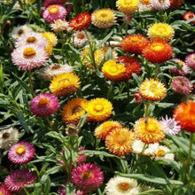 Load image into Gallery viewer, Helichrysum Straw Flower King Size Mix
