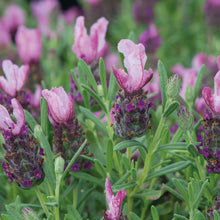 Load image into Gallery viewer, Lavender Bandera Deep Pink
