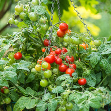 Load image into Gallery viewer, Tomato (Cherry) Bitonto F1
