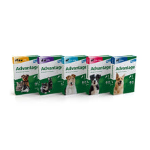 Load image into Gallery viewer, Advantage Spot On Flea Treatment For Cats, Dogs &amp; Rabbits 1 Pipette
