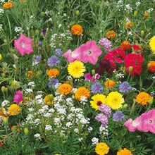 Load image into Gallery viewer, Annual Flowers Unwins Container Mix
