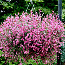 Load image into Gallery viewer, Silene Sibella Carmine
