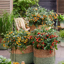 Load image into Gallery viewer, Tomato Tiny Temptations Mix
