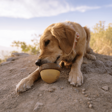 Load image into Gallery viewer, Bark Acornucopia Dog Toy

