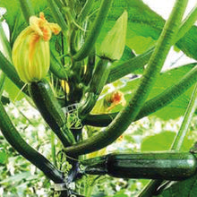 Load image into Gallery viewer, Courgette Black Forest F1
