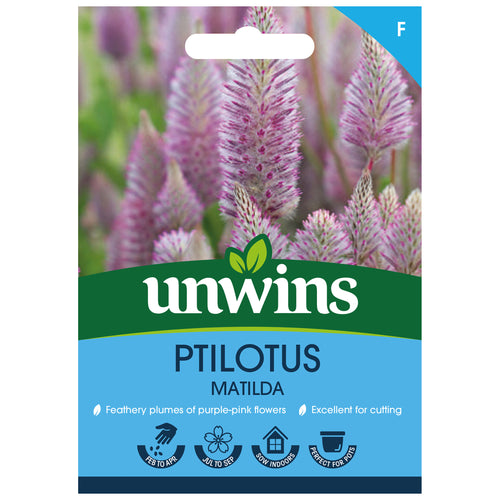 Ptilotus Matilda