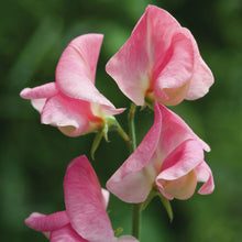 Load image into Gallery viewer, Unwins Bouquet Builder Seed Bundle
