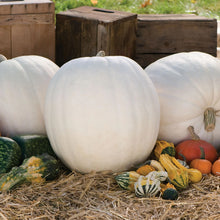 Load image into Gallery viewer, Pumpkin Polar Bear F1
