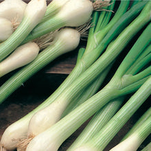 Load image into Gallery viewer, Onion (Spring) White Lisbon
