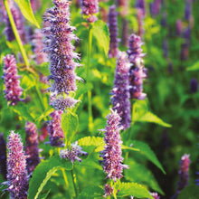 Load image into Gallery viewer, Agastache Lavender Blue
