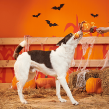 Load image into Gallery viewer, BARK Halloween Jack-Crow-Lantern Dog Toy - Plush Scarecrow Squeaky Tug Toy
