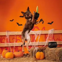 Load image into Gallery viewer, BARK Halloween Texas Chainspaw Dog Toy - Plush Squeaky Toy with Stretch Bungee
