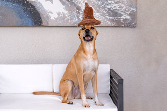 Load image into Gallery viewer, BARK Harry Potter Sorting Hat Dog Toy - Plush 2-in-1 Fetch Toy with Hidden Squeaky Ball
