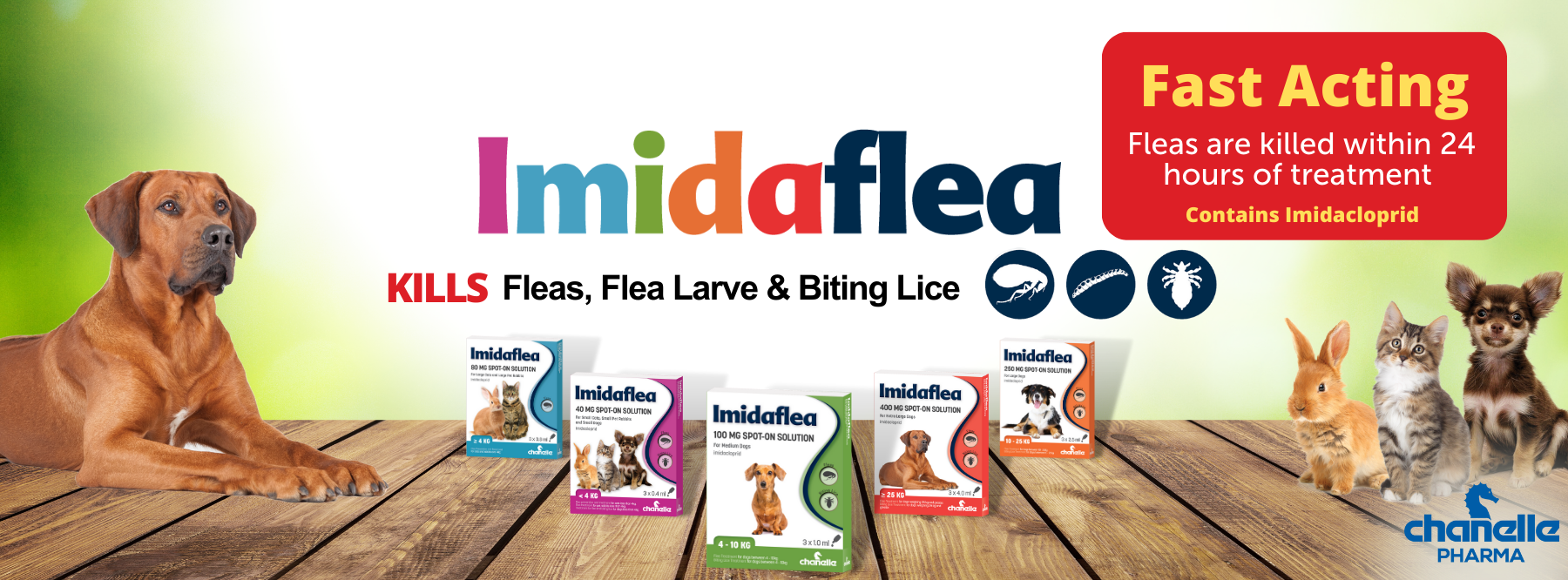 Kill Fleas With Imidaflea