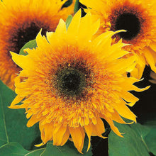 Load image into Gallery viewer, Sunflower Starburst Panache F1

