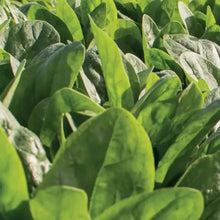 Load image into Gallery viewer, Unwins Cut-and-Come-Again Veg Seed Bundle
