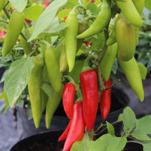 Load image into Gallery viewer, Pepper (Chilli) Sizzler
