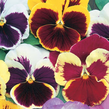 Load image into Gallery viewer, Pansy Swiss Giant Mix
