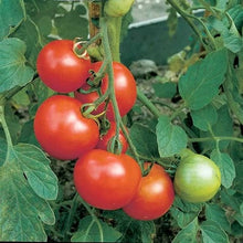 Load image into Gallery viewer, Tomato (Salad) Moneymaker
