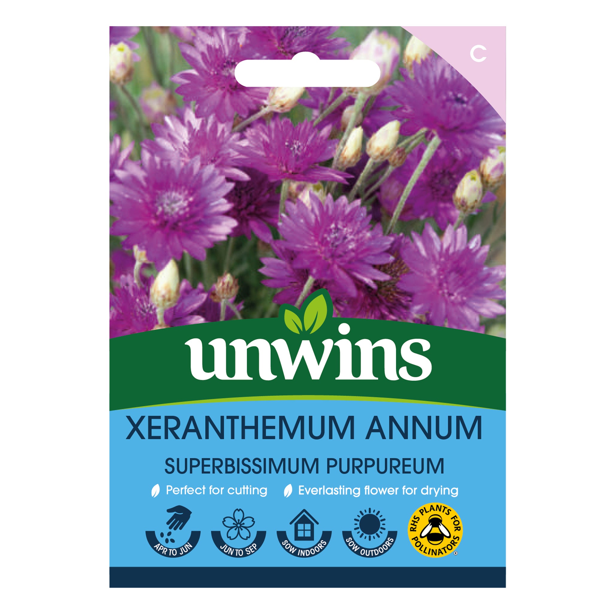 Xeranthemum annum