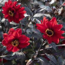 Load image into Gallery viewer, Dahlia Pinnata Black Forest Ruby
