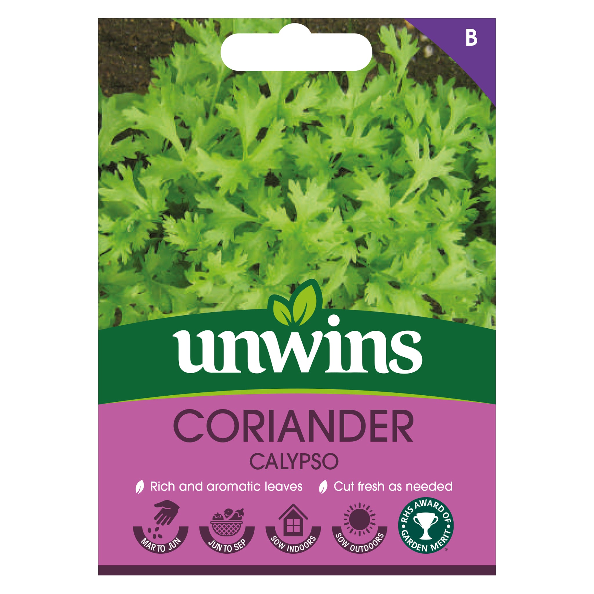 Herb Coriander Calypso
