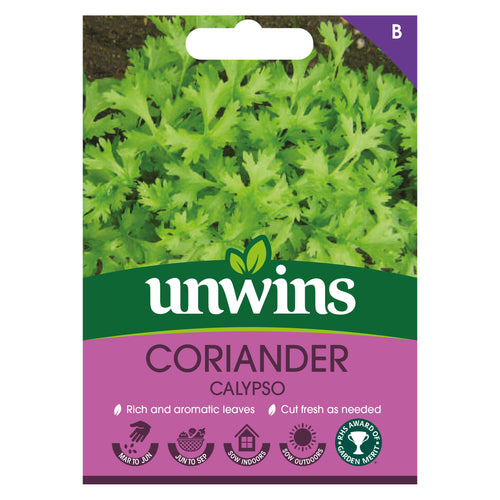 Herb Coriander Calypso