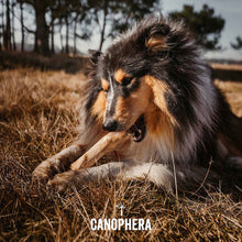 Load image into Gallery viewer, Canophera Dog Chew Stick Made Of Coffee Wood Large
