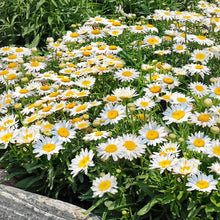 Load image into Gallery viewer, Leucanthemum Madonna

