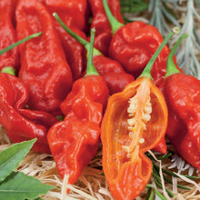 Load image into Gallery viewer, Pepper (Chilli) Bhut Jolokia
